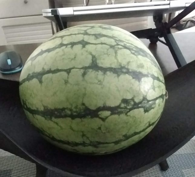 kodama hitorijime watermelon
